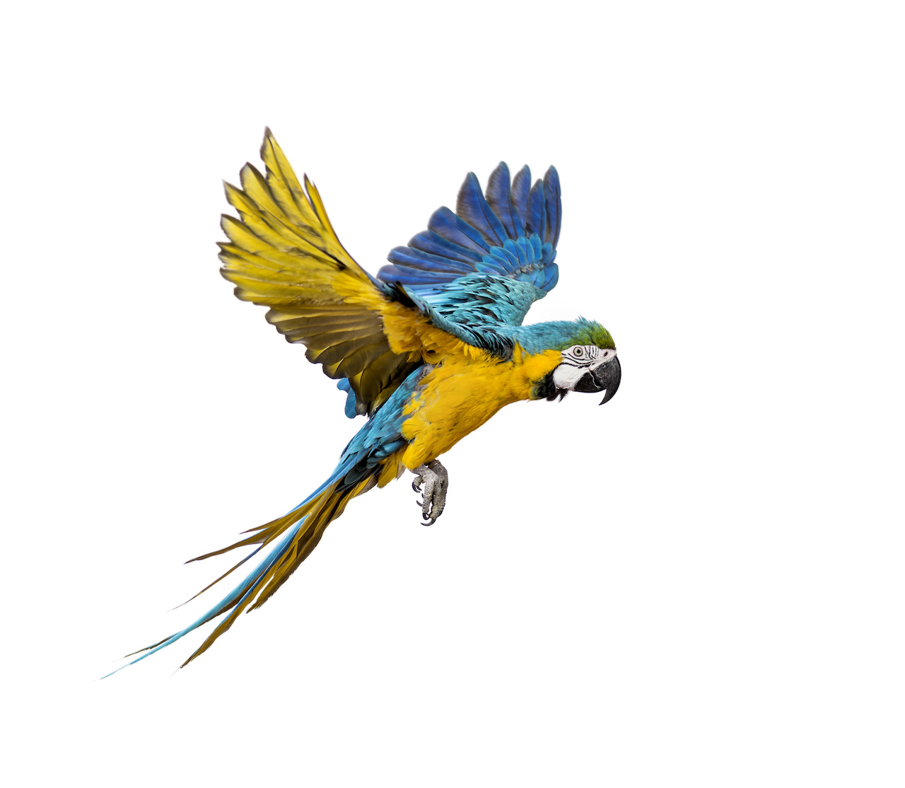 Side view of a blue-and-yellow macaw, Ara ararauna, flying, isolated